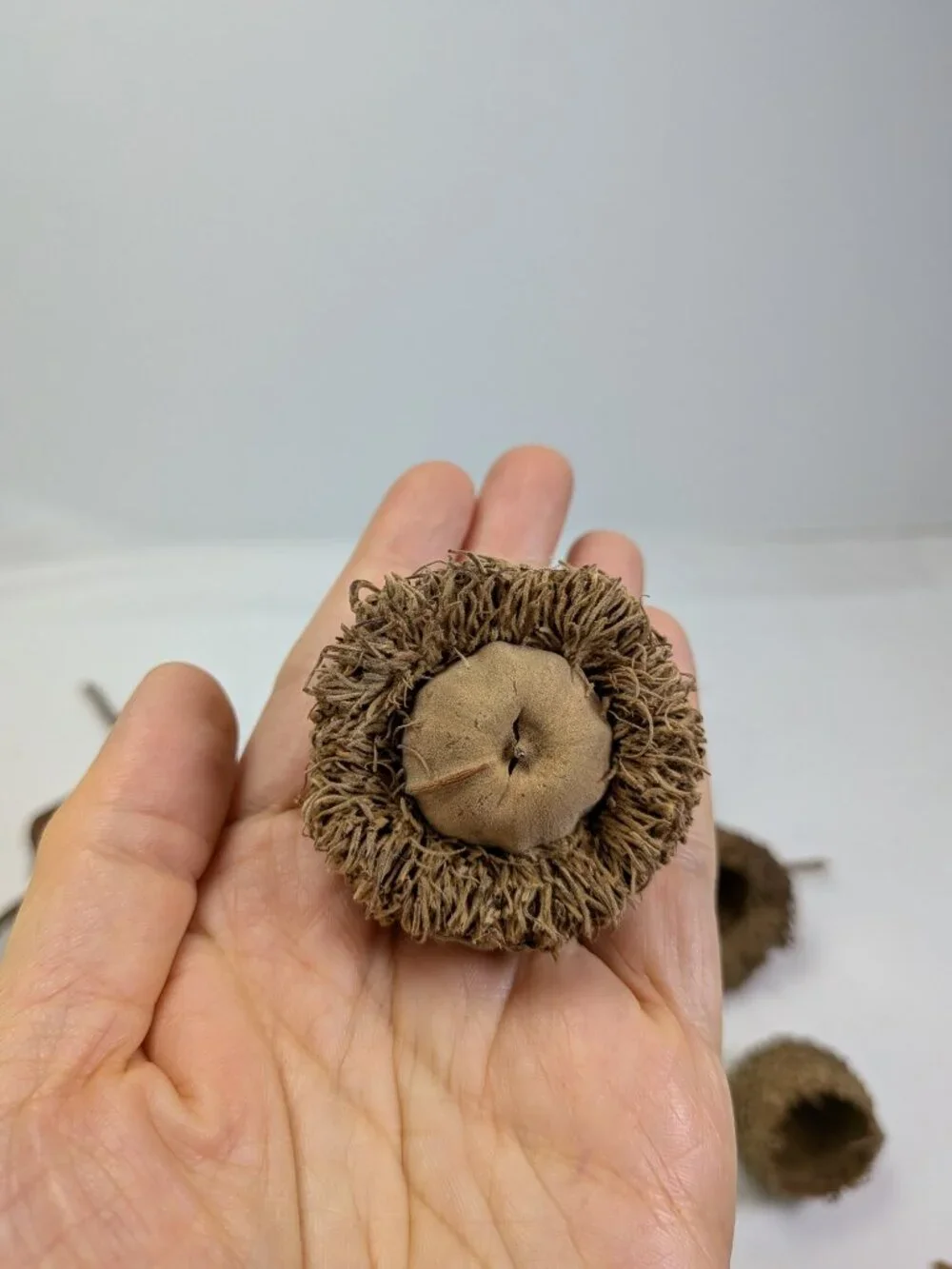 Huge 130+ Pc Botanical Craft Supply Lot Sweetgum Lotus Pods Acorns Pinecones